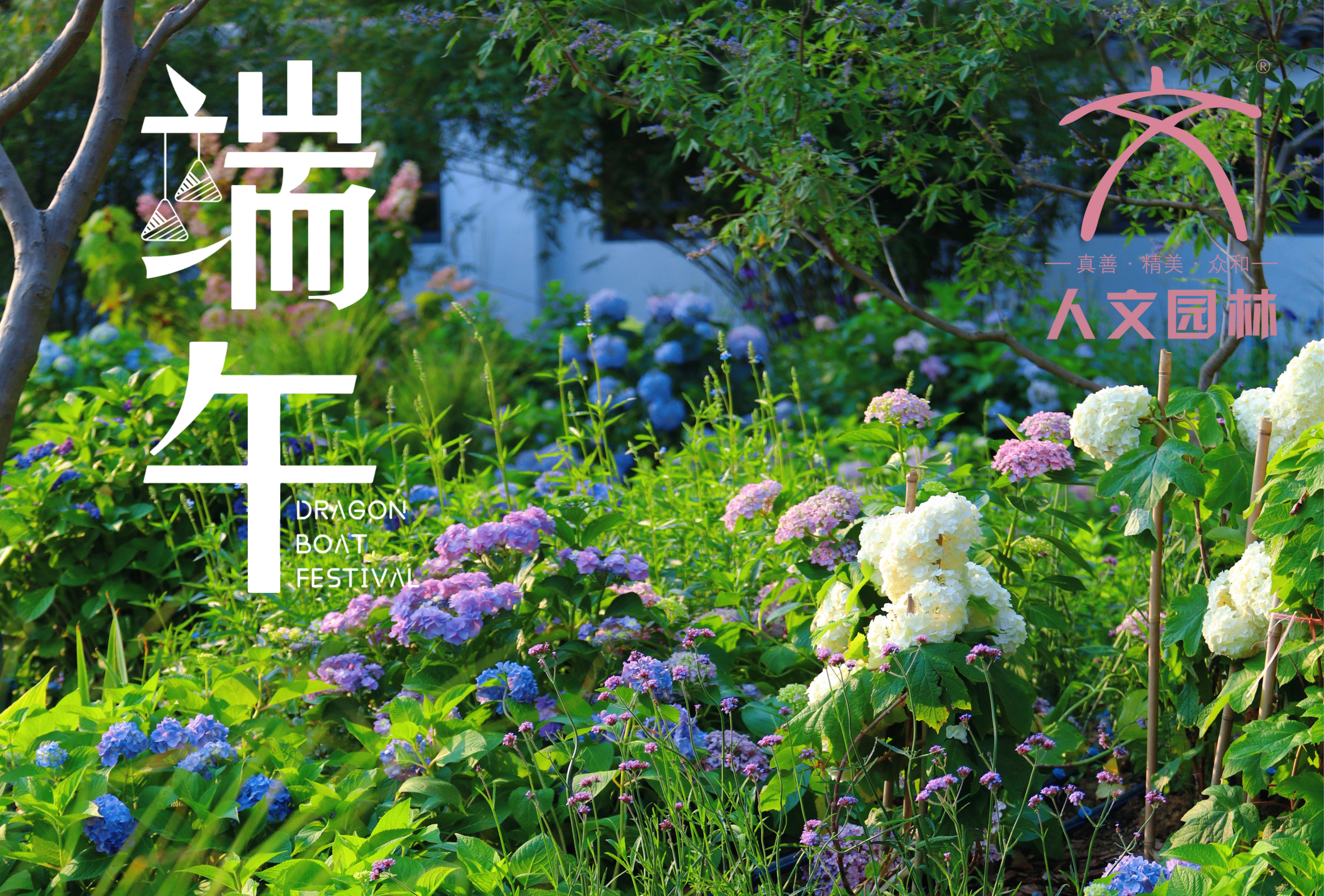 端午安康|與“花”相約，共賞佳節(jié)芬芳